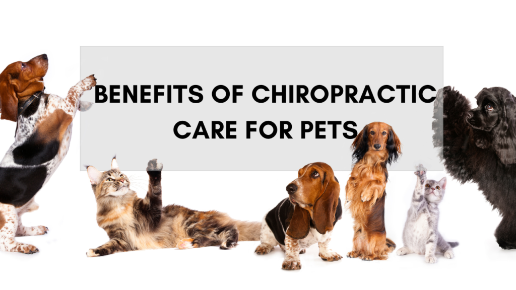 Benefits of Chiropractic Care for Pets