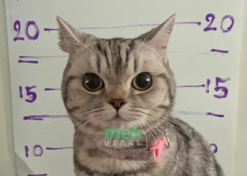 criminal cat